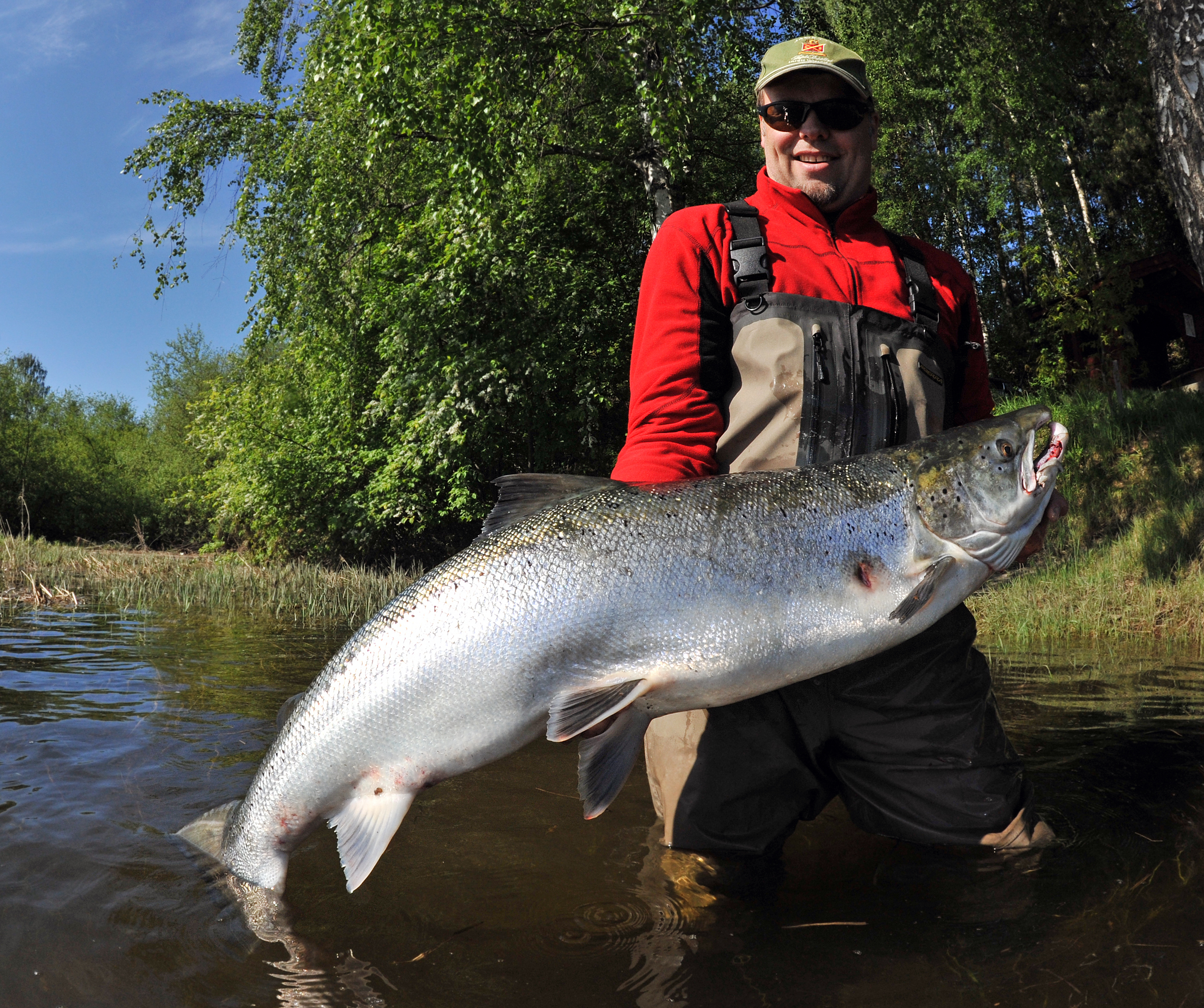 Storlaks i Drammenselva
