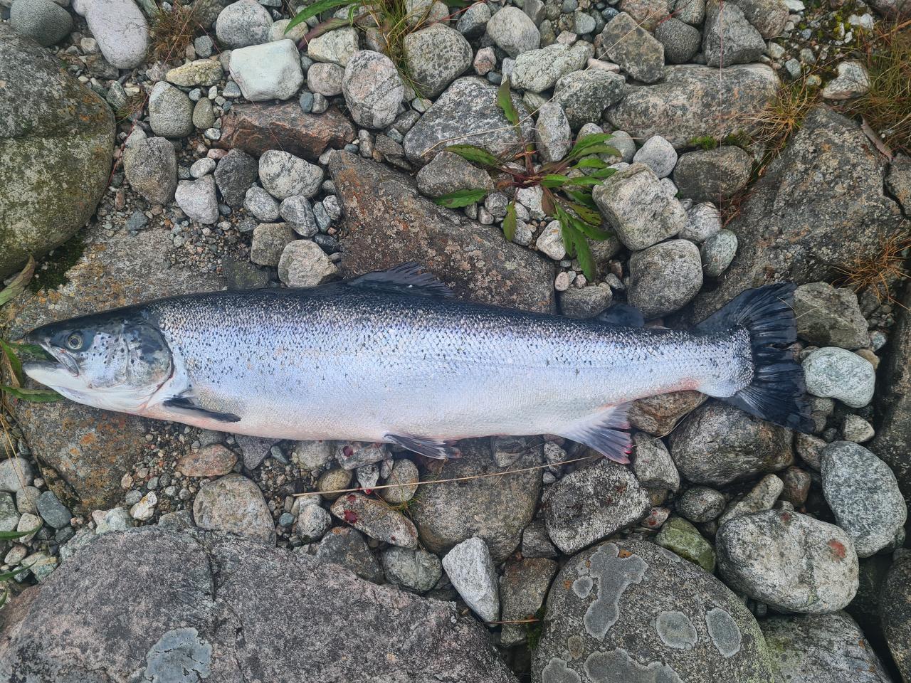 Åna-Sira_2021_Rømt oppdrettslaks_foto fra scanatura 040721