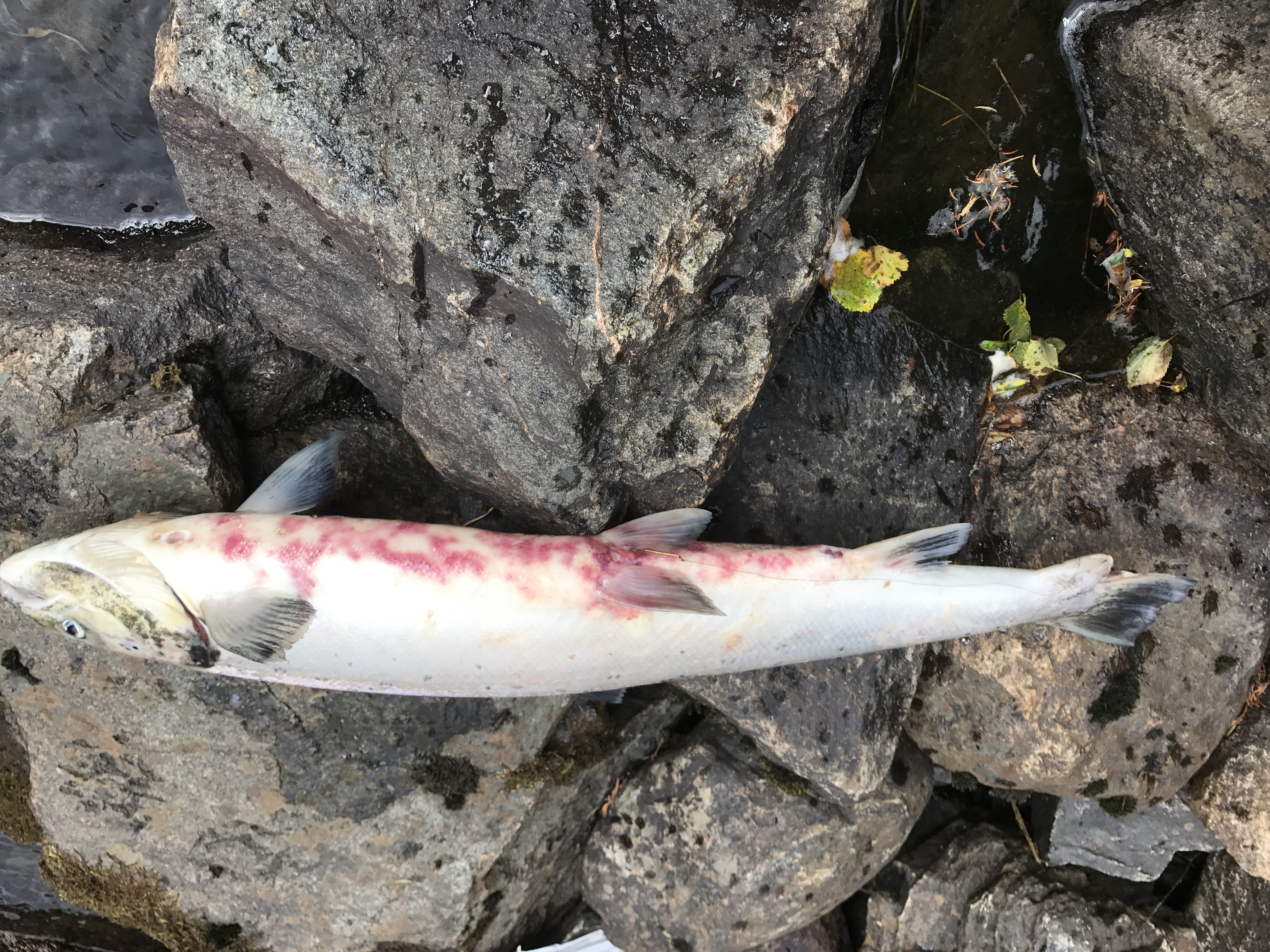 Furunkulose_Anton Rikstad