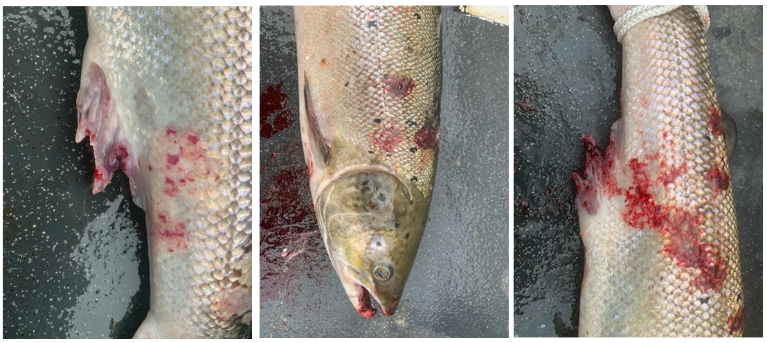 Numedalslågen_2021_Holmfoss_syk fisk