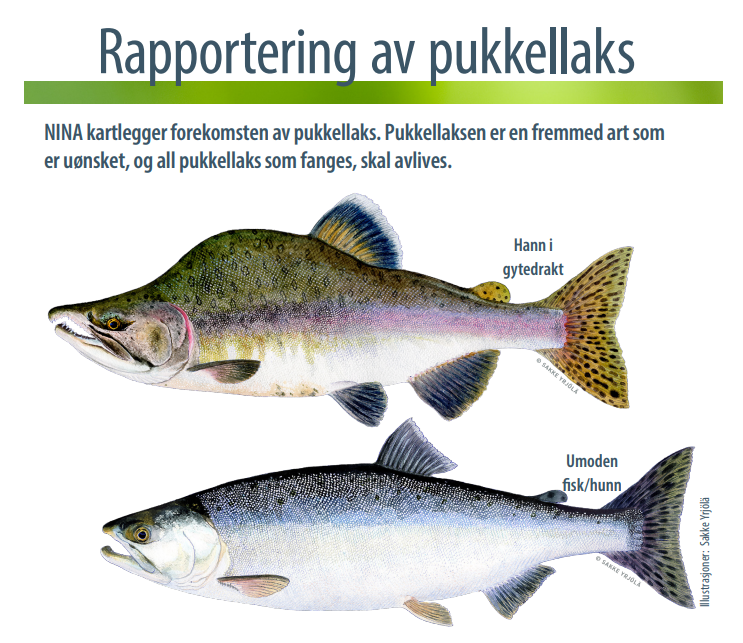 Pukkellaks_NINA_plakat