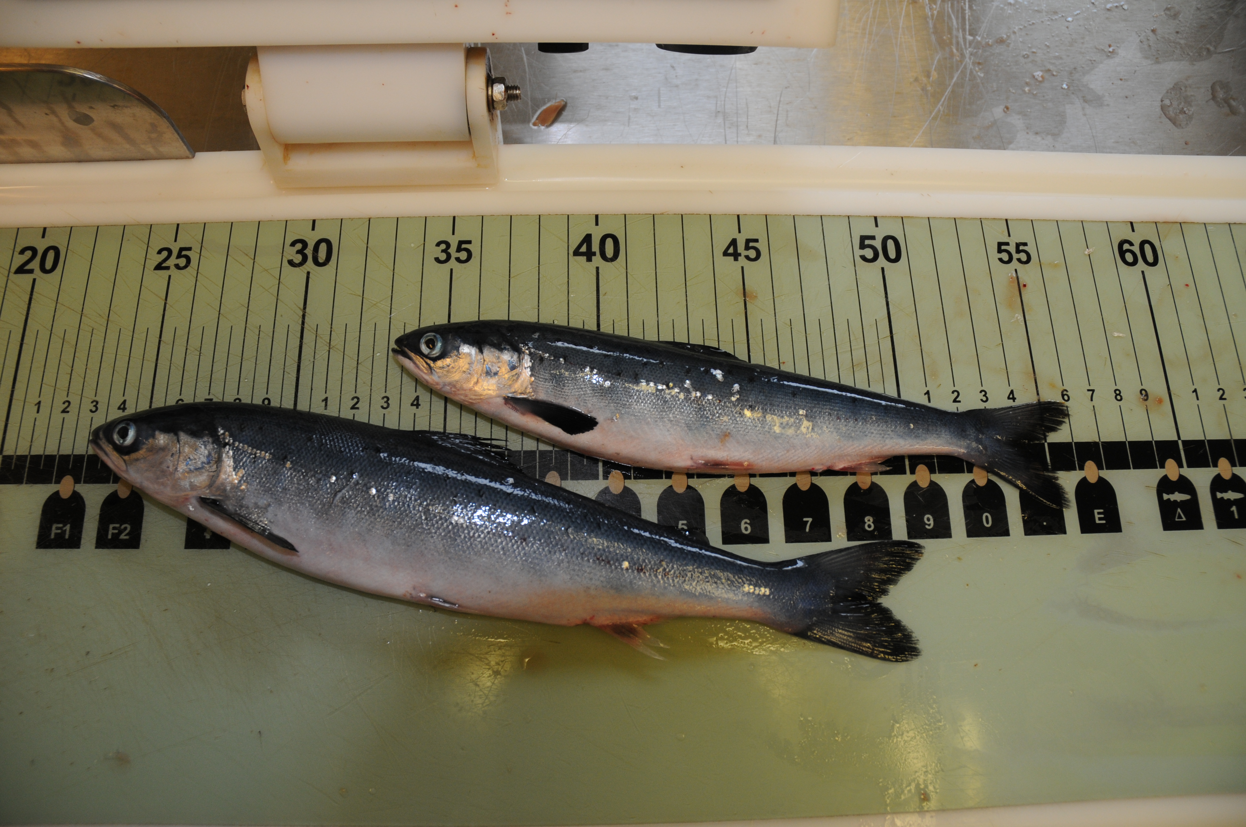 postsmolt fra trålfangst