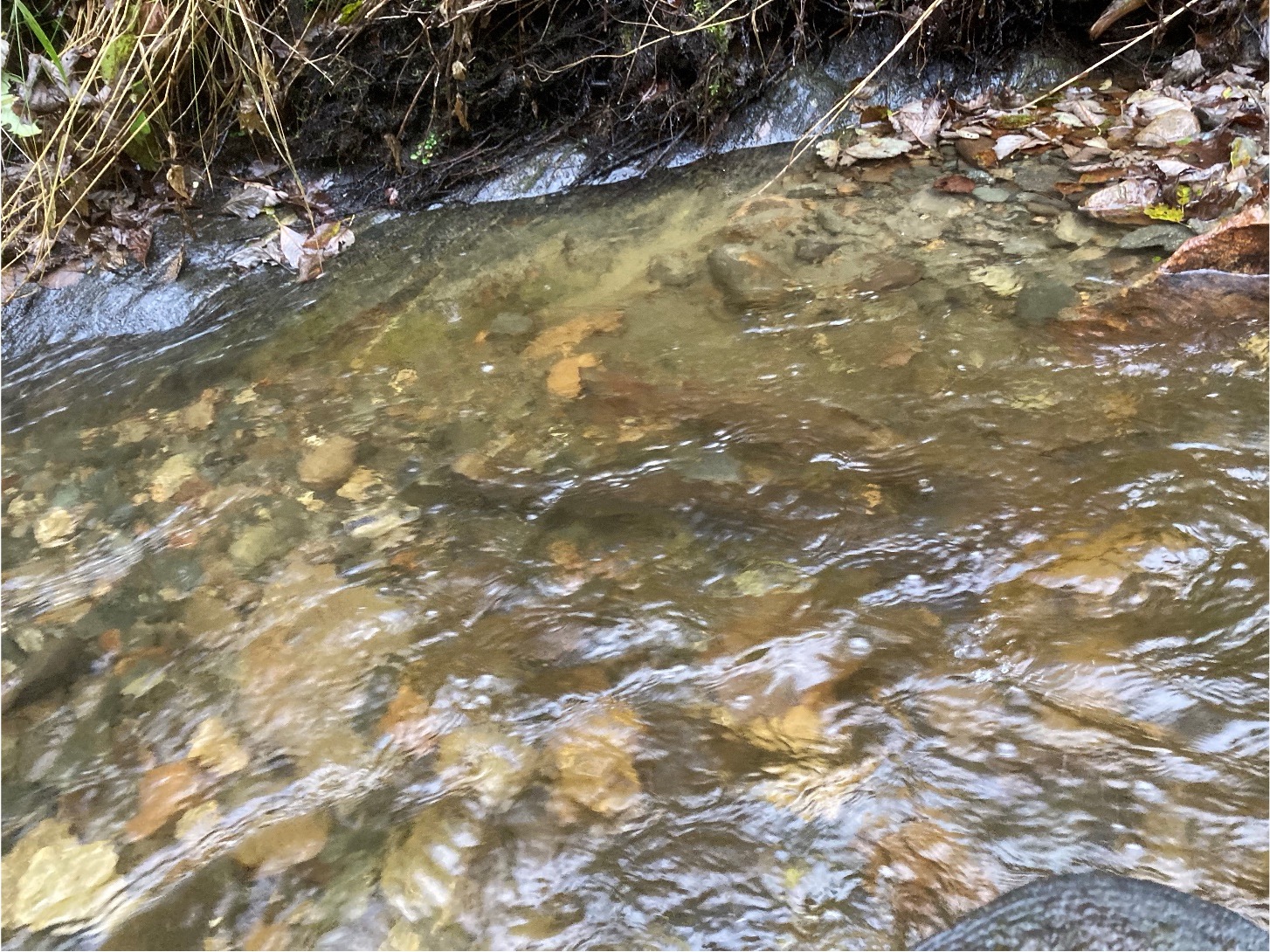 SVEL 4.1.9 Florbekken gyting