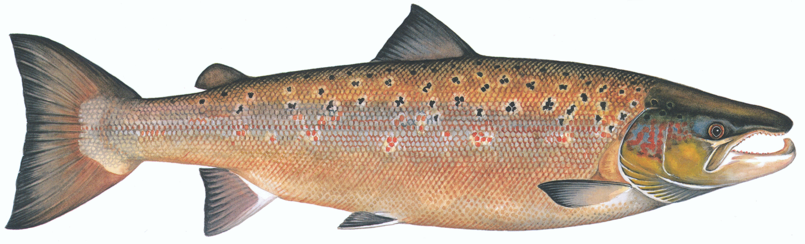 SVEL Hannlaks stått en stund illustrasjon