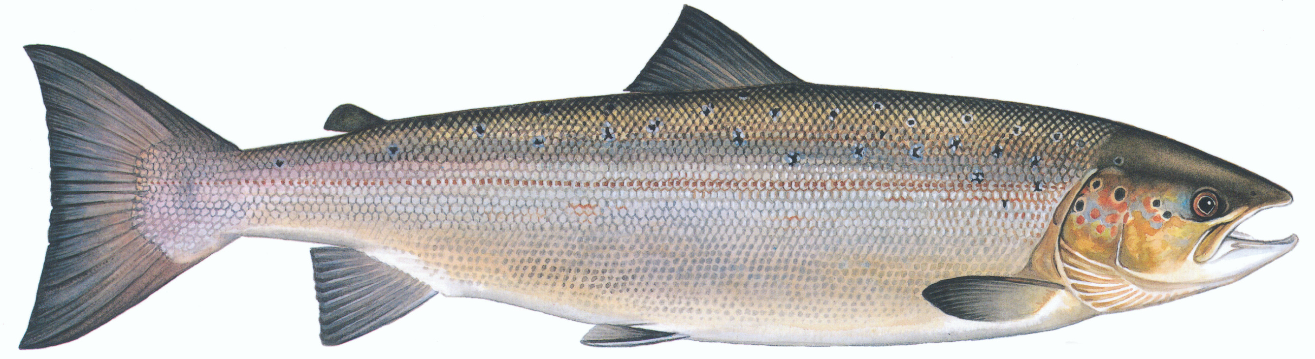 SVEL Hulaks stått en stund illustrasjon