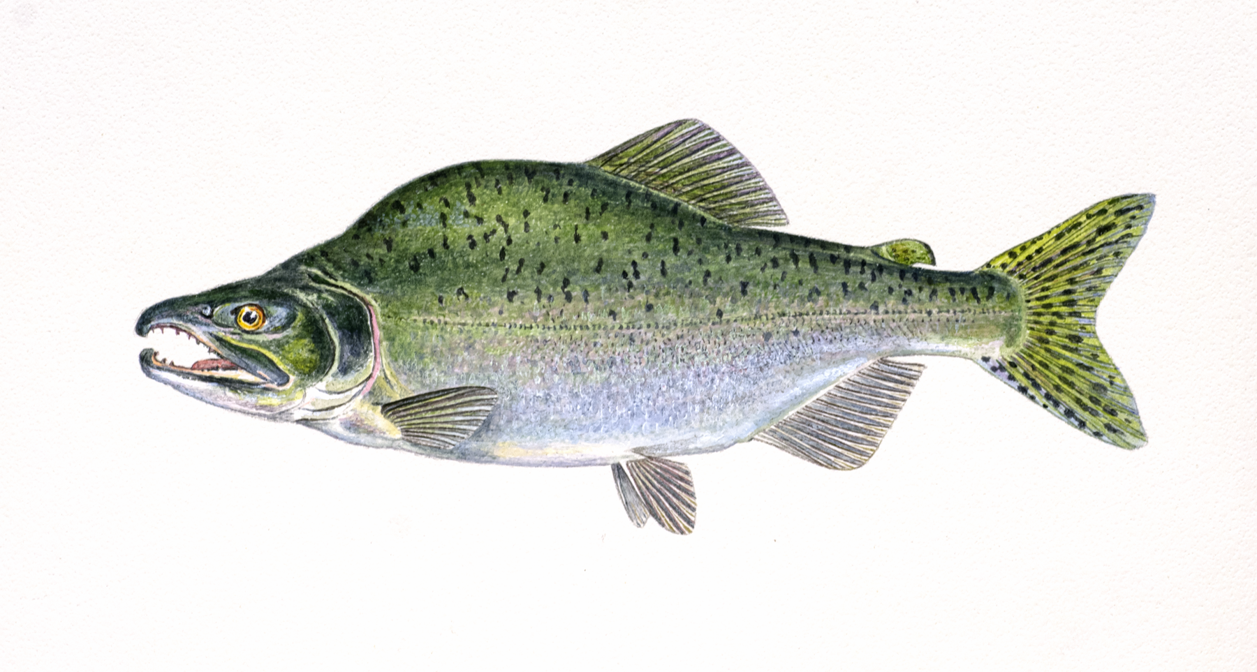 SVEL Pukkelaks illustrasjon