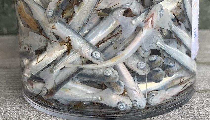 Pukkallaks smolt