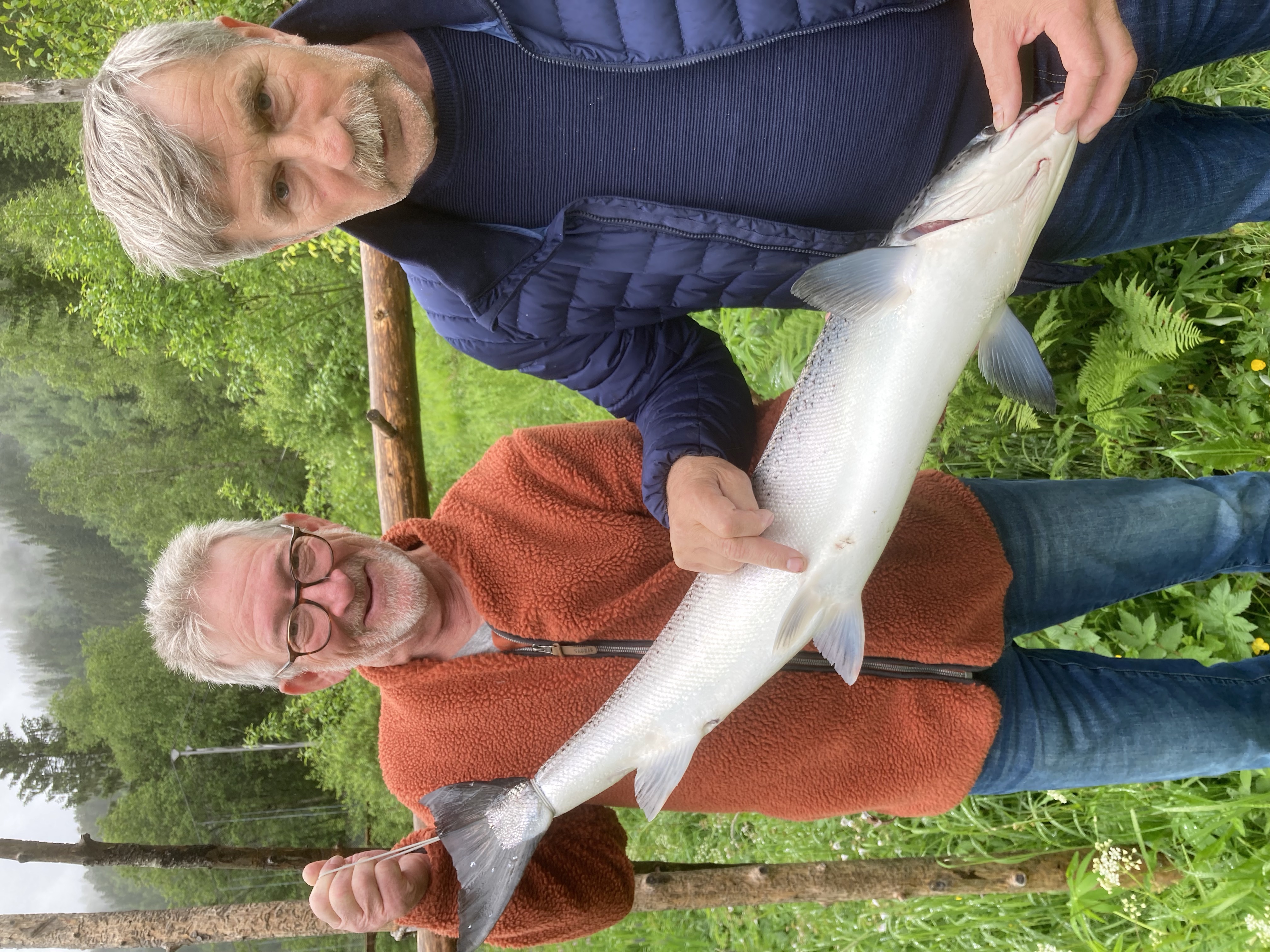 Radiomerket laks med operasjonsarr