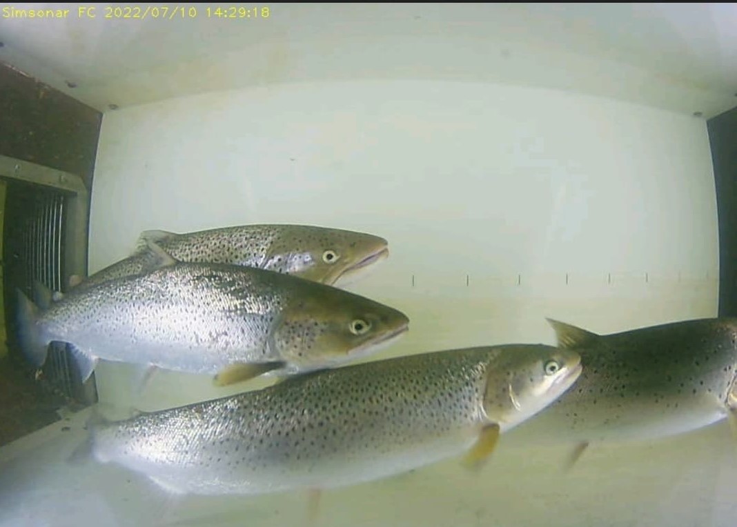 Ørret Laksforsen 10.07.22