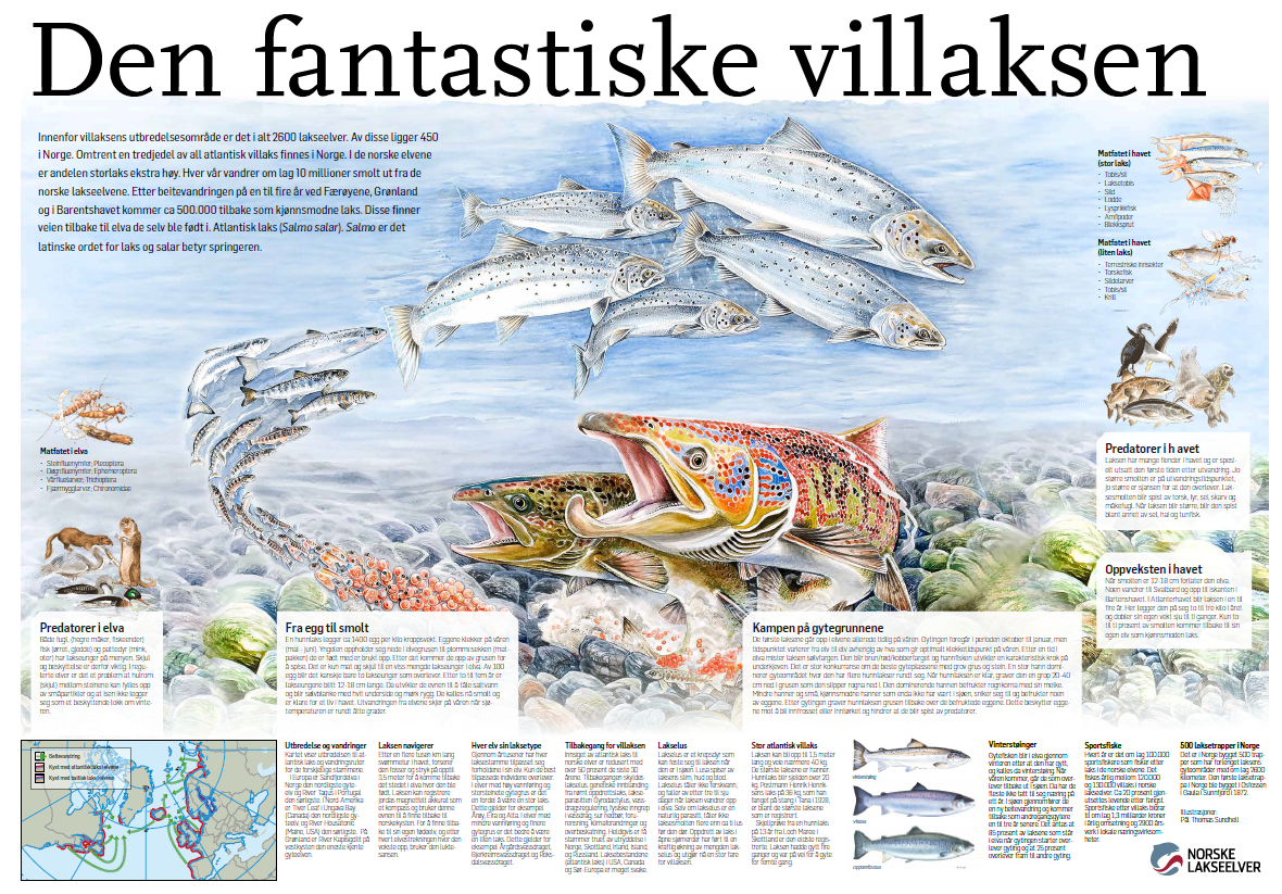 Plakat som illustrerer villaksens livssyklus