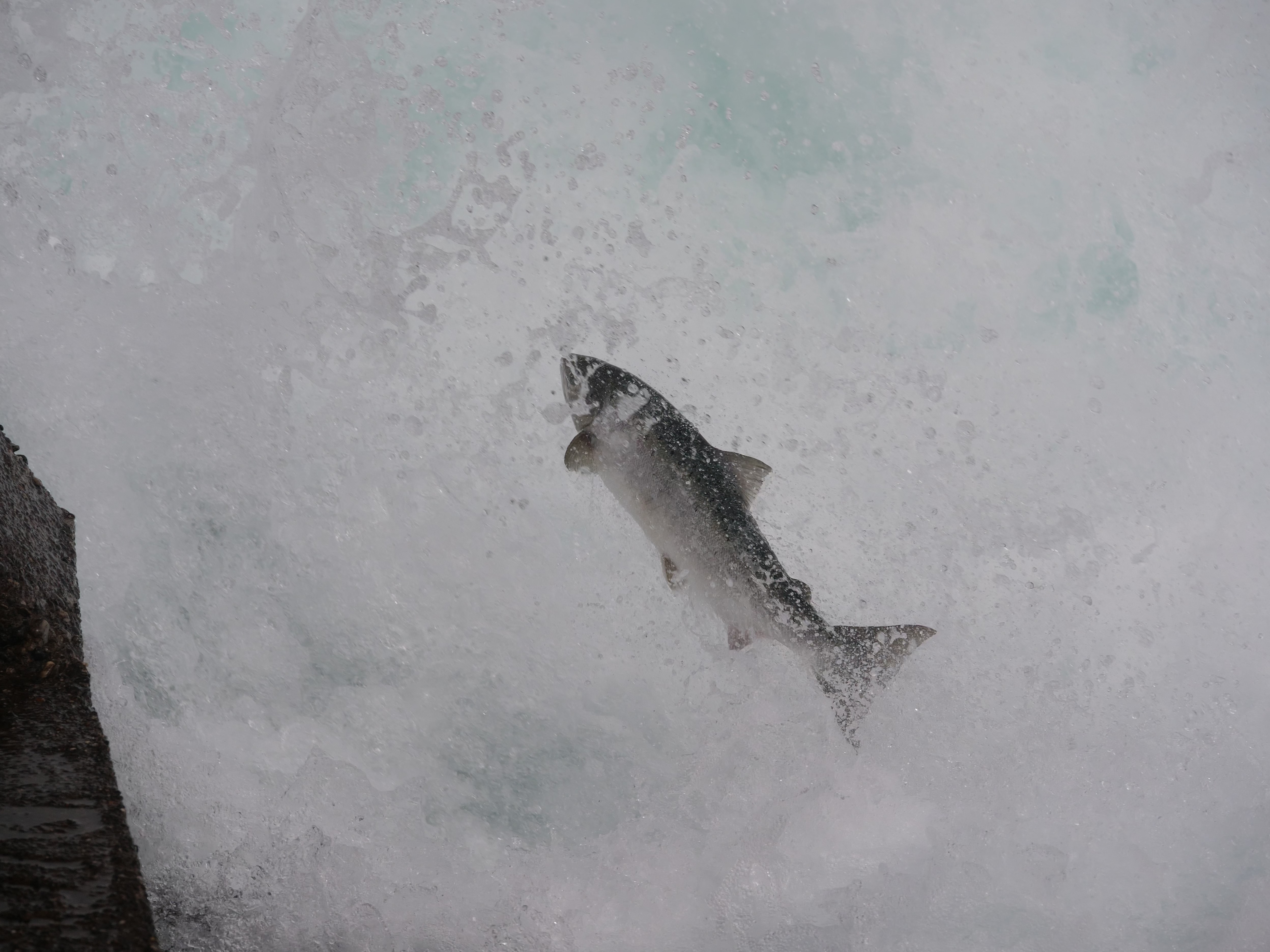 Hoppende laks i foss