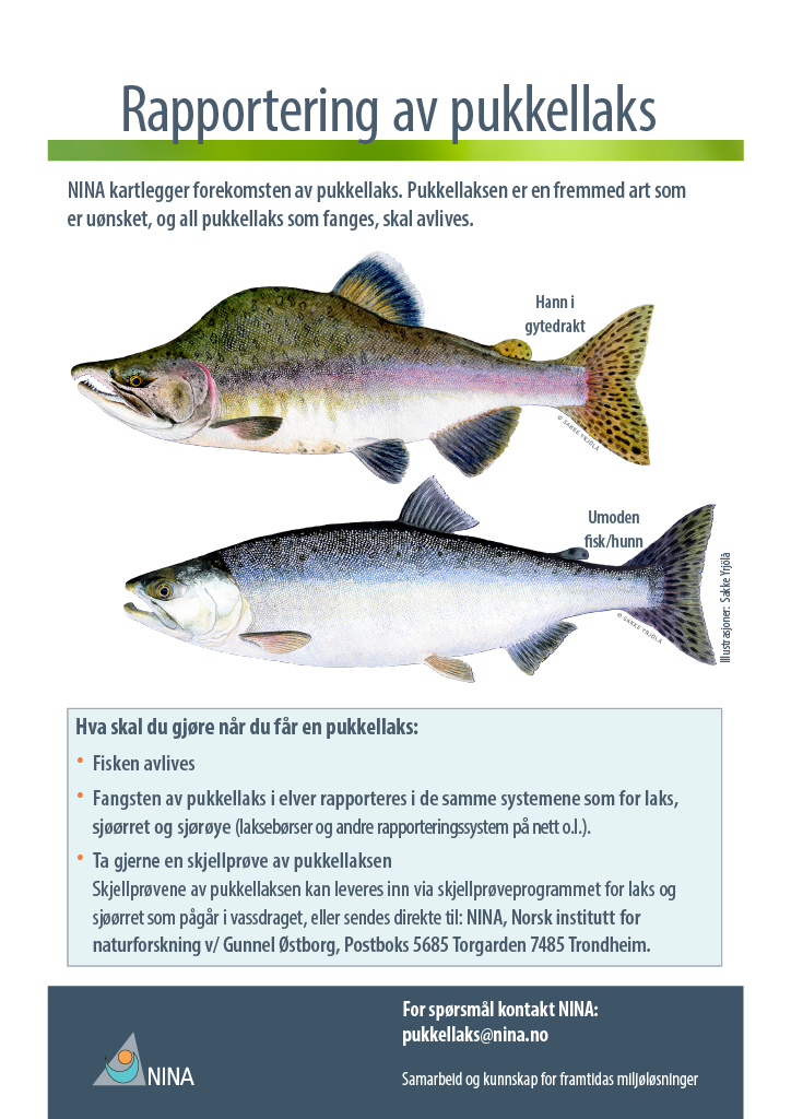 Rapportering av pukkellaks