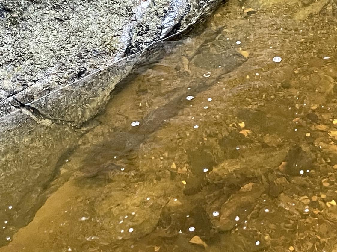 Ørret i Hembresbekken