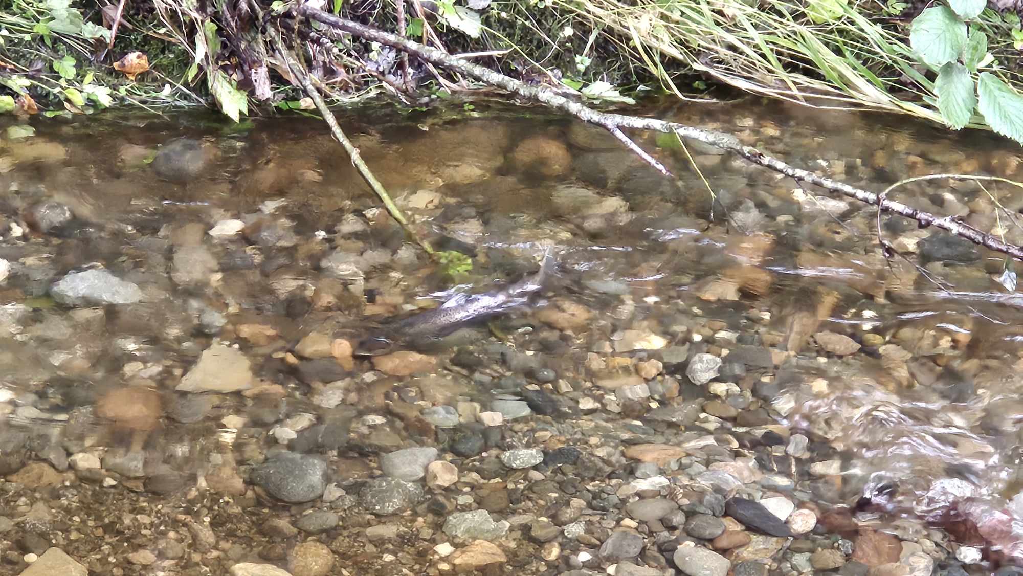 Ørret i Hembresbekken