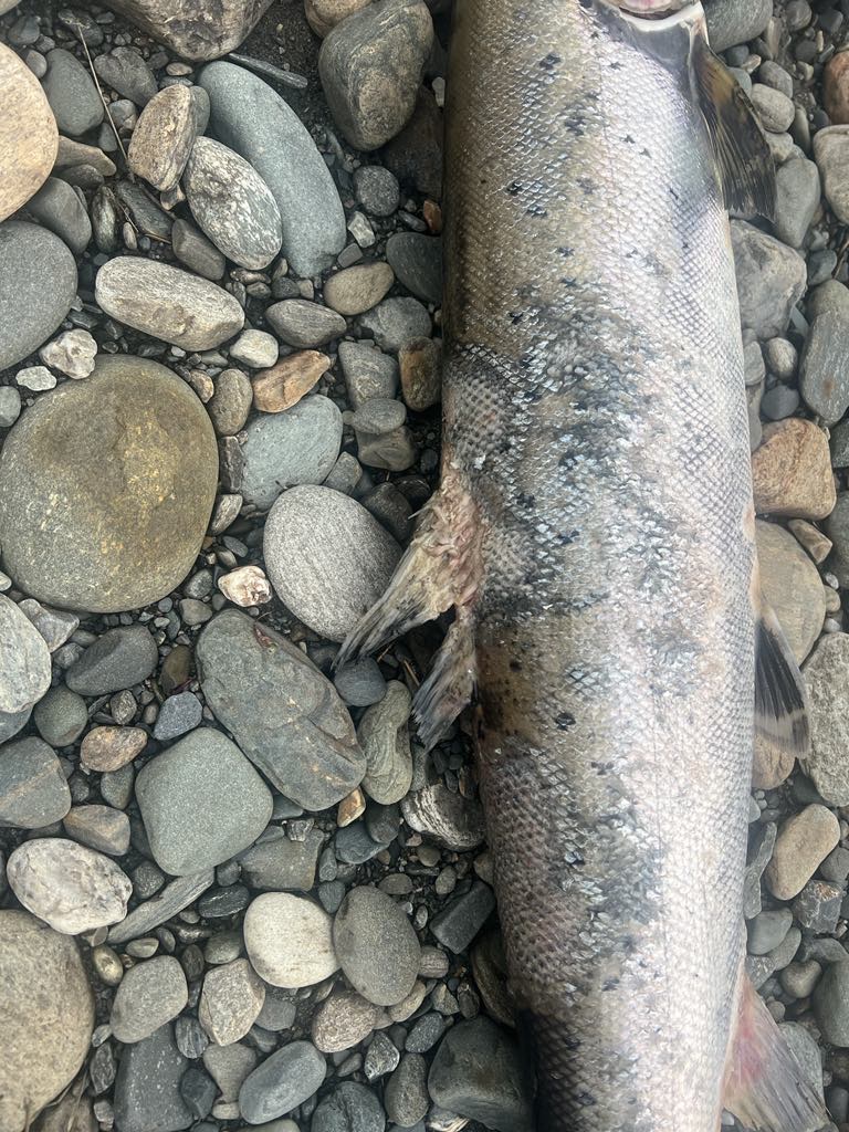 dødlaks_verdalselva