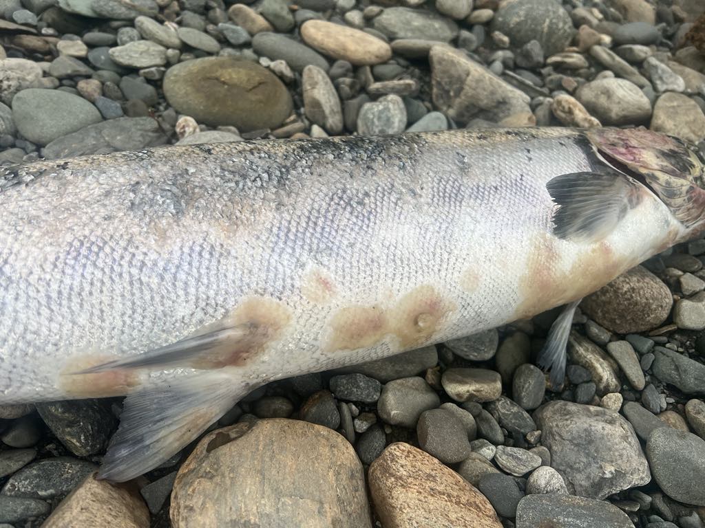 dødlaks5_verdalselva