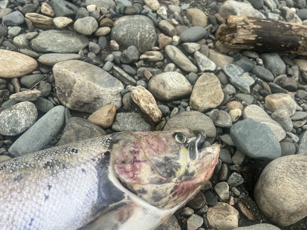 dødlaks6_verdalselva