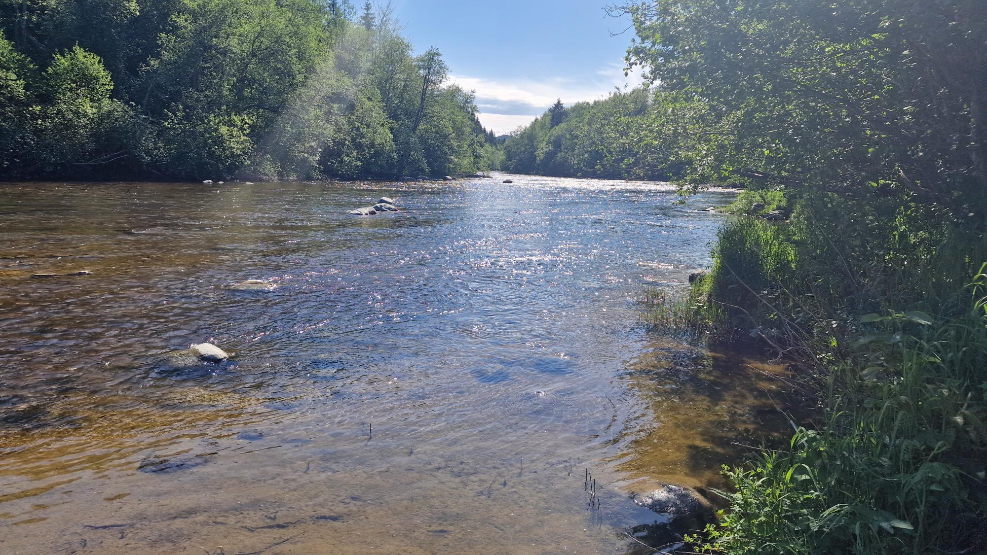 Nedre Foss