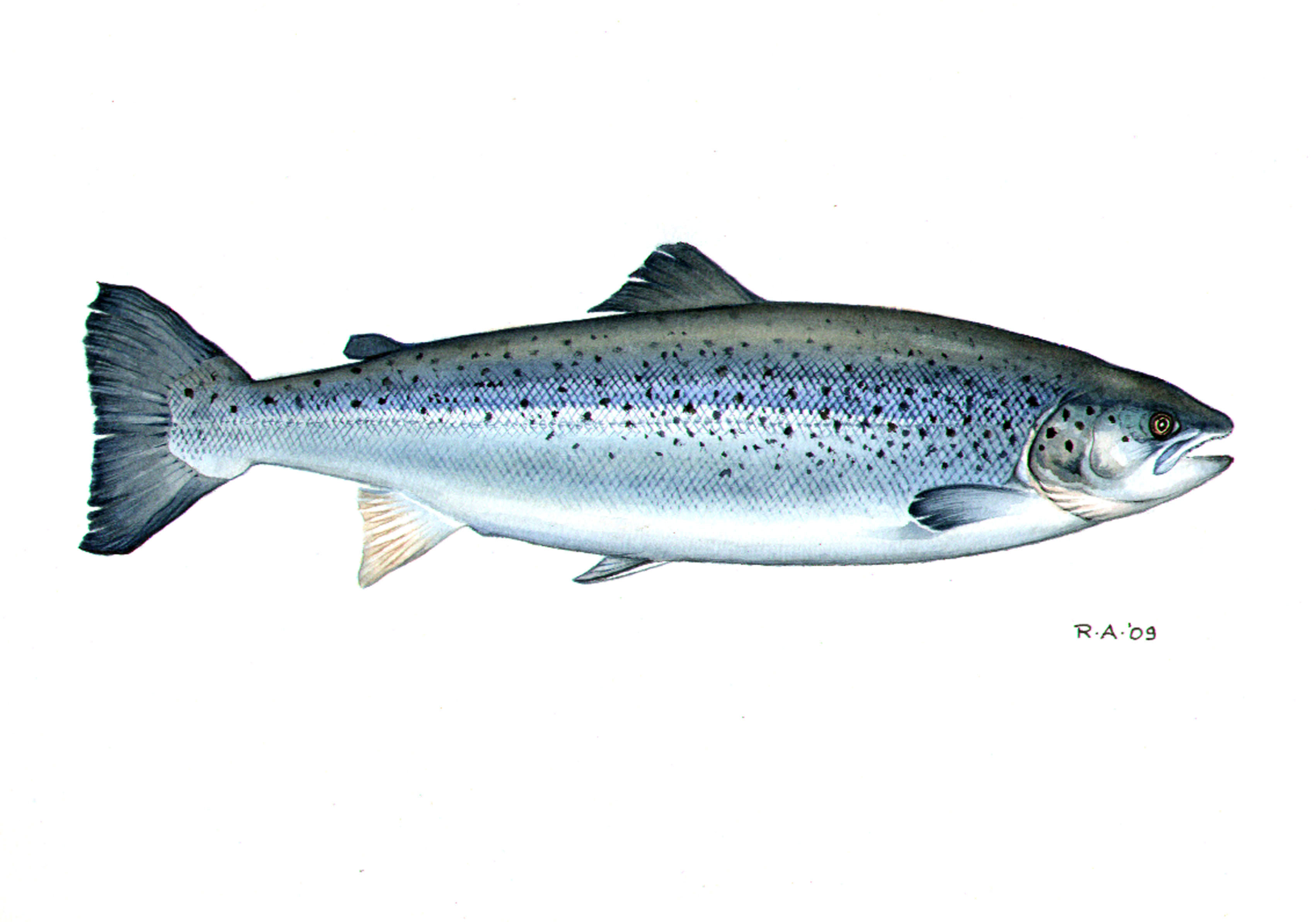 Oppdrettslaks Oppdrettslaks