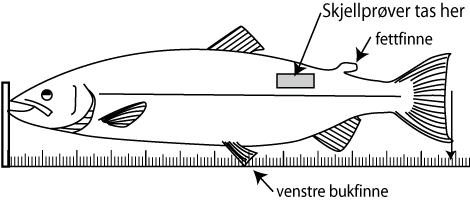 Skjellprøve Skjellprøve