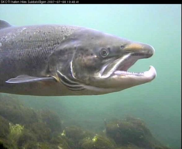 Hannlaks fra Skoti, Suldalslågen