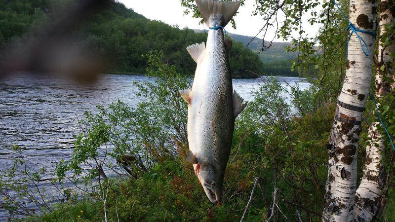 Det er årets første av de her virkelig store – det er nok ikke den siste. Foto: Per Willy Aronsen.