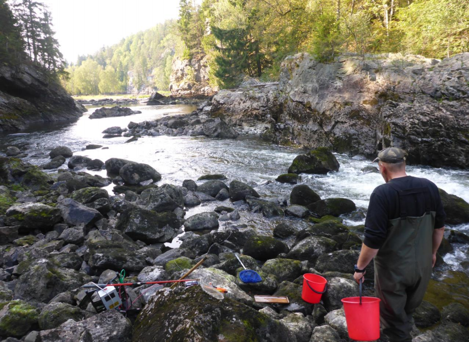Elfiske på stasjonen Vaieren-Ommen 2014