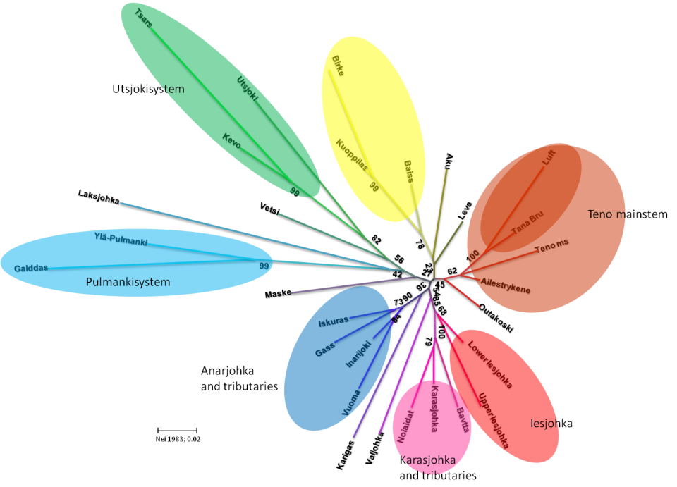 Figur 2. De genetiske analysene viser at det til sammen er nesten 30 genetisk unike bestander av laks i de ulike delene av Tanavassdraget (figur fra Juha-Pekka Vähä, Universitetet i Turku).