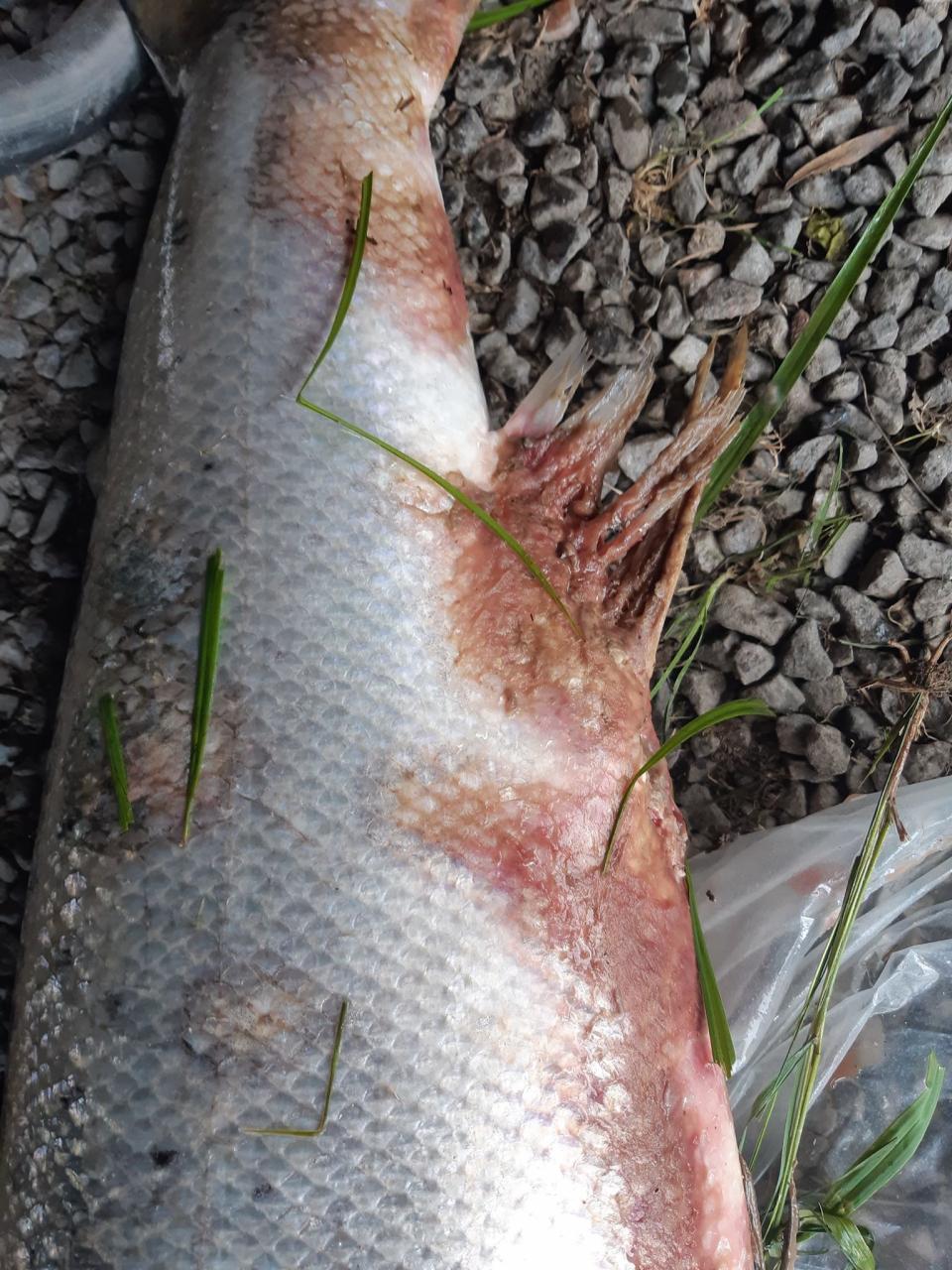 Tydelig preget av sykdommen. Foto Bjarne Granli