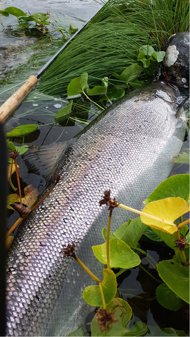 Håvard Steffenak vant det andre sesongkortet for 2019 med dette bidraget - en holaks på 114 centimeter.