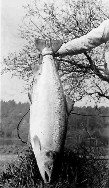 Denne praktlaxen på 18 kg fra 1952 var den siste ordentlige storlaxen som brødrene Jensen dro på land. I 1952 avslutter Per Georg Jensen fiskejournalen sin slik: ” Hermed slutter beretningen om sportsfisket påbegyndt i 1927 fra de gode årene i ”Torridalselven” som nok aldri kommer igjen da elven er totalt forgiftet, og blir vel aldri laxeførende igjen i vor tid.”