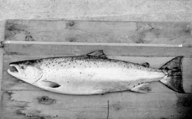 En drøy meter sølvblank Otralax. Legg merke til laxelusene ved Gatt-finnen.