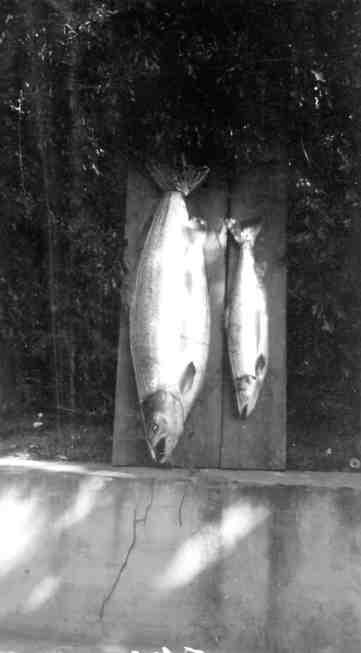   Gode eksemplarer av den gamle Otralaxen ( 21 kg. og 7 kg.) 