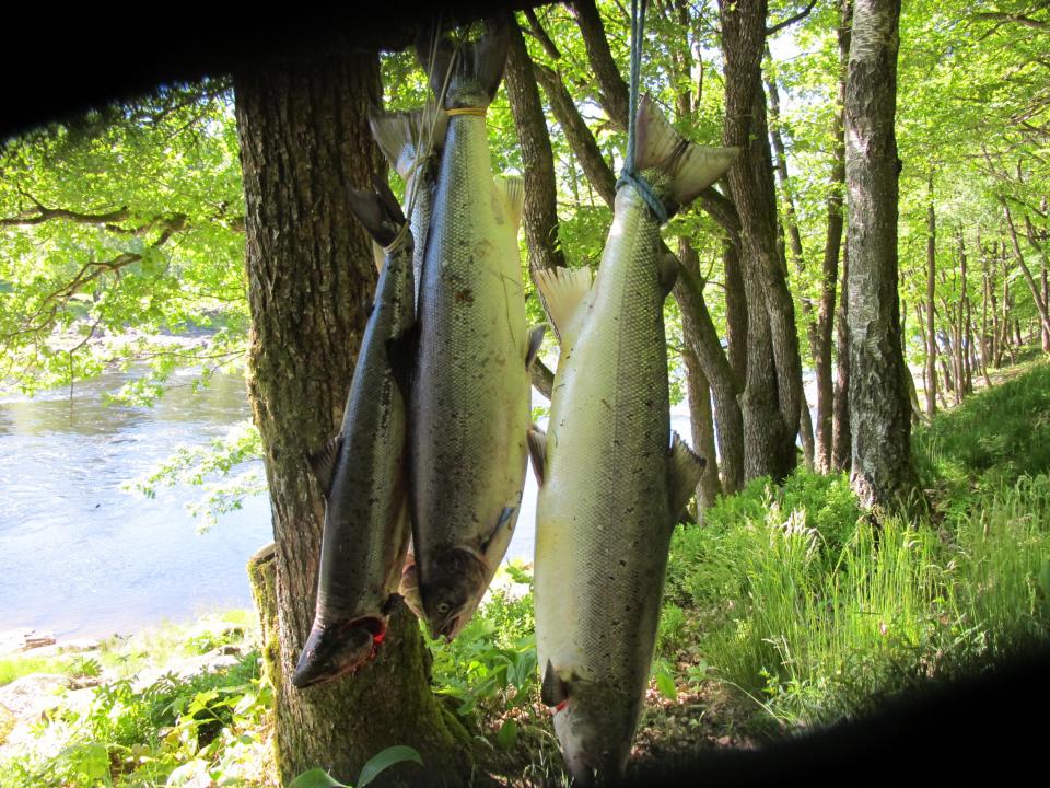 Noe av dagens fangst i sone 2 ved Boen.