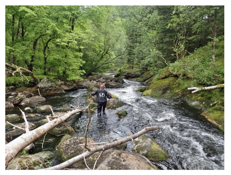Frodig kantvegetasjon i øvre del av elva