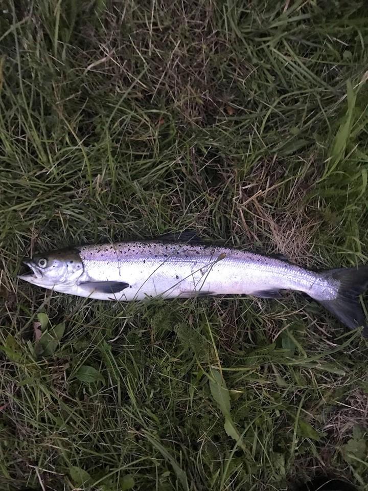 Fin blank mellomlaks