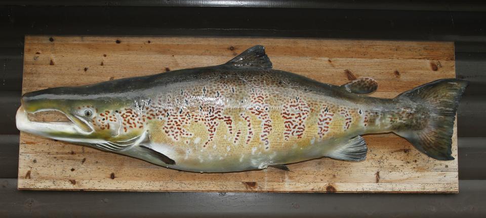 En slik namsenlaks drømmer de fleste sportsfiskere om. Denne avstøpingen henger på Namsentunet.
