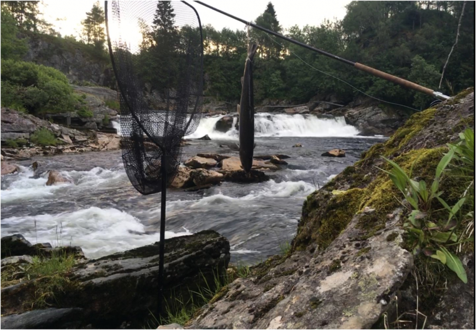 Fisk på land i Hovefossen i Nausta.