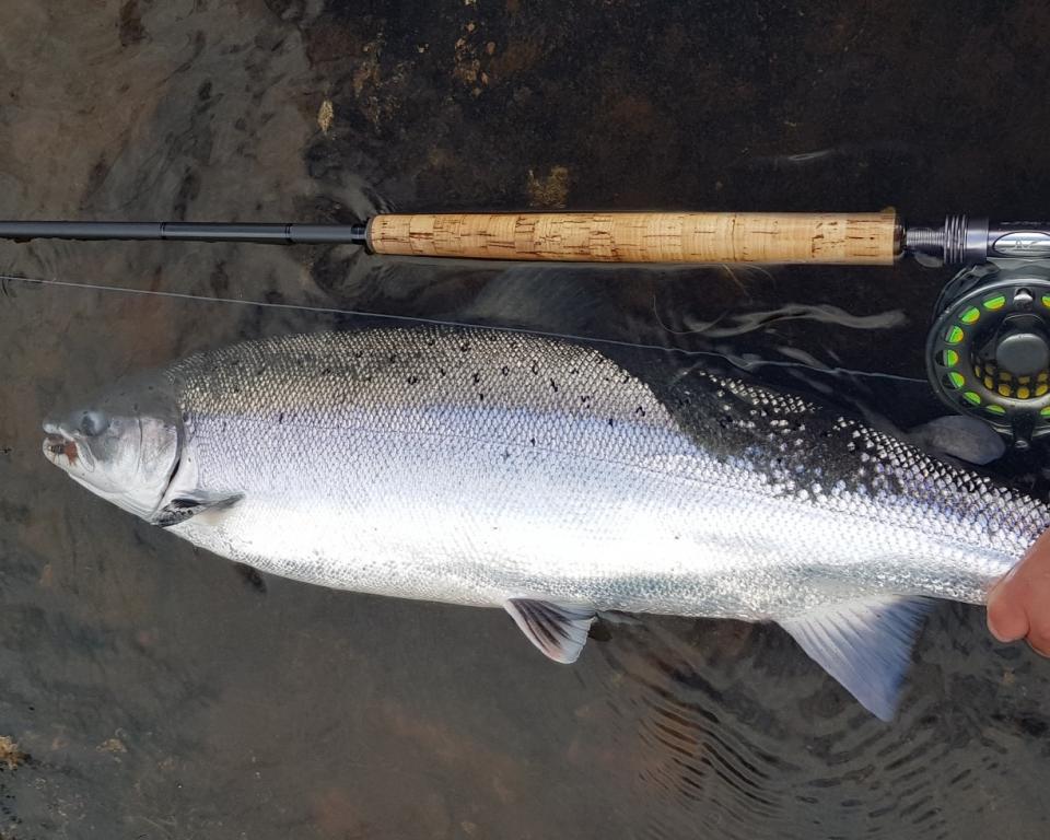 En gjenutsatt holaks på 8 kilo, som denne, er potensielt mor til 20 tilbakevandrende laks om noen år. (Foto: Normann Kotzurek) // A released henfish of 8 kilos, like this one, is the potential mother of 20 returning salmon in some years time. (Photo: Normann Kotzurek).