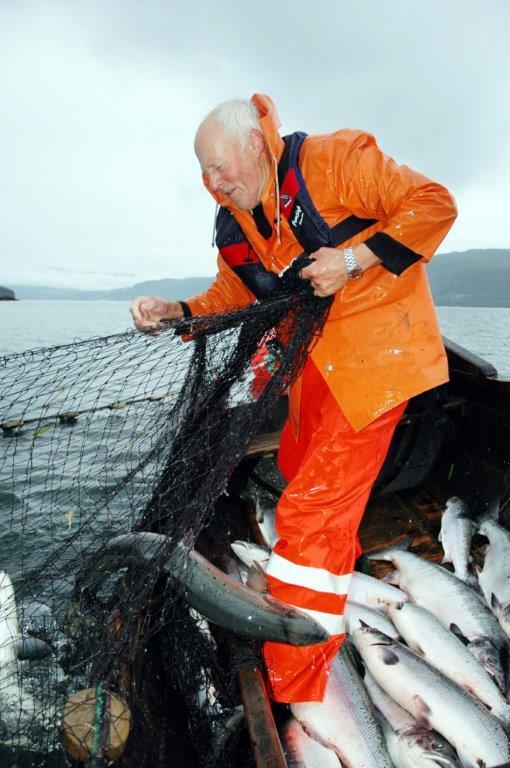 Sjølaksefisket høster ukritisk av bestandene, uavhengig om det tåler beskatning eller ikke