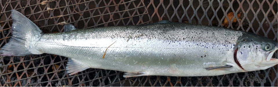 Oppdrettslaksen på 3kg, 72 cm tatt i Abalneshølen på spinner med 1 krok 14/10. 