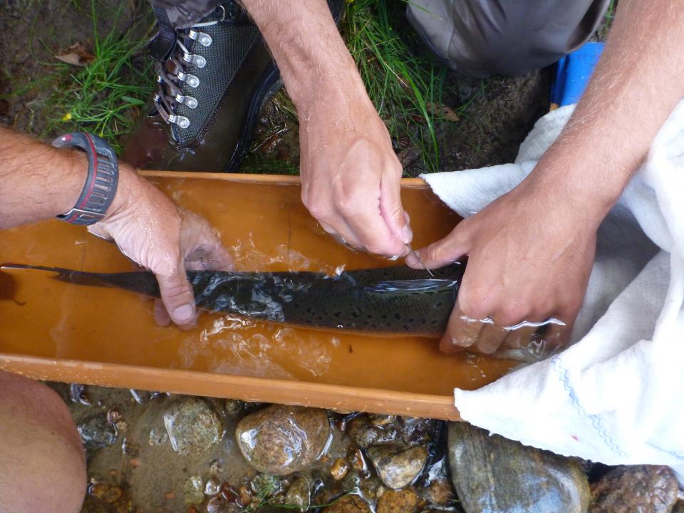 Restituering under C/R undersøkelsen i 2012/13