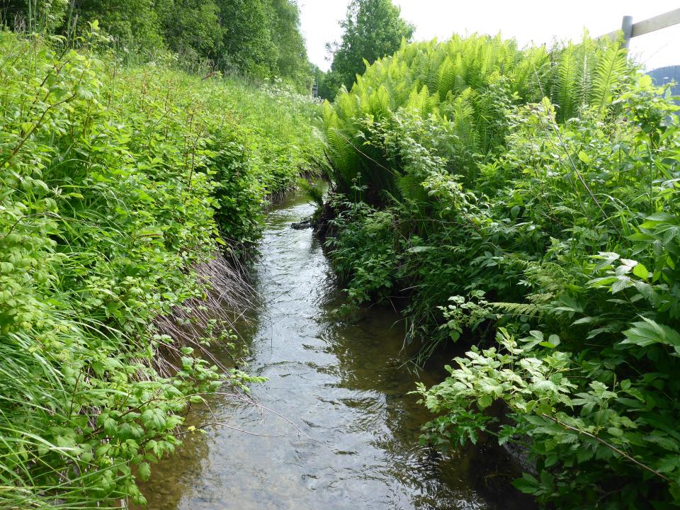 "Bekken vår" - Hegrasbekken
