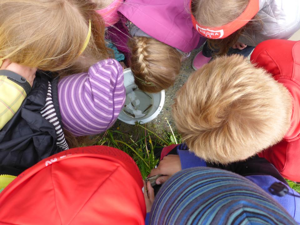 Mange hoder over bøtta. Elevene ved Hegra barneskole opplever livet i bekken på nært hold.