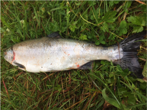 Pukkellaksen tatt i Dirdalselva i beynnelsen av juli 2017