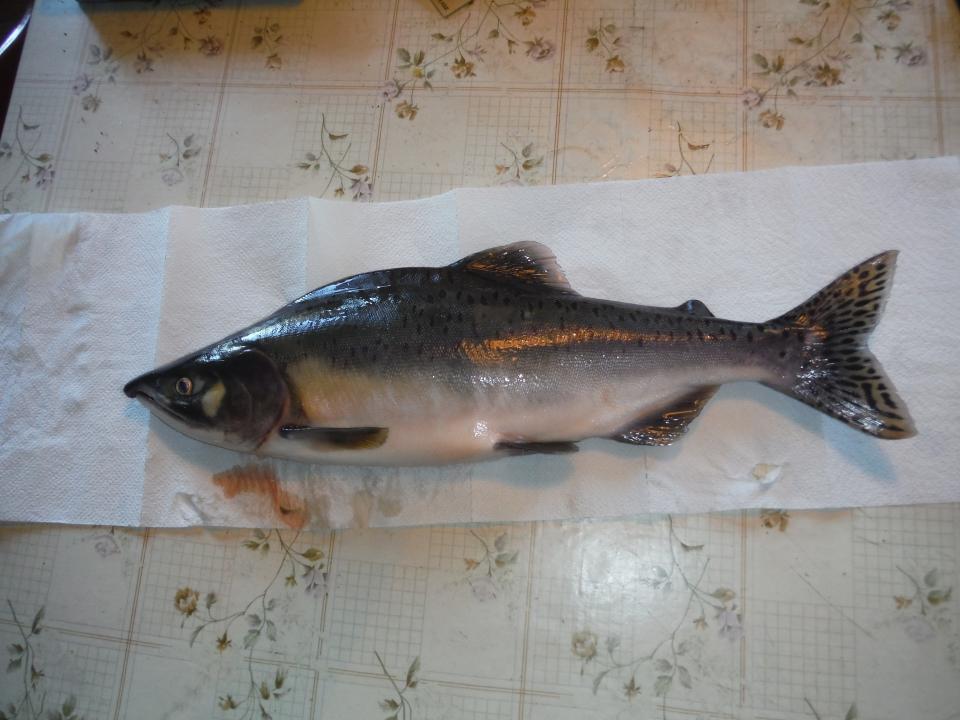 Pukkellaks, hann: Foto: Ola Ugedal / Nina.