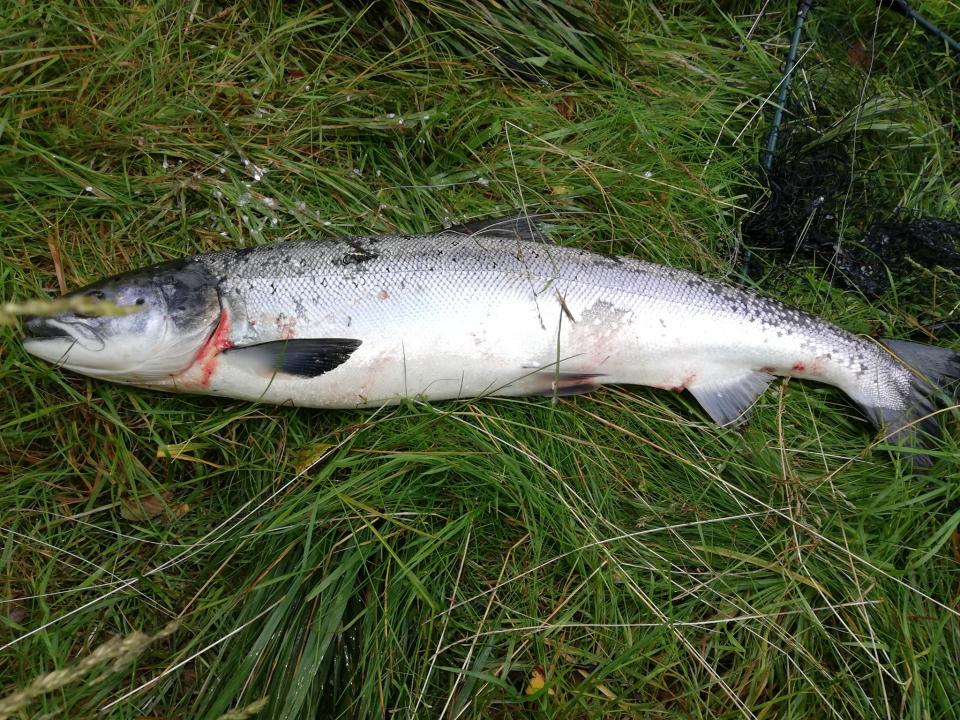 Blank fin mellomlaks