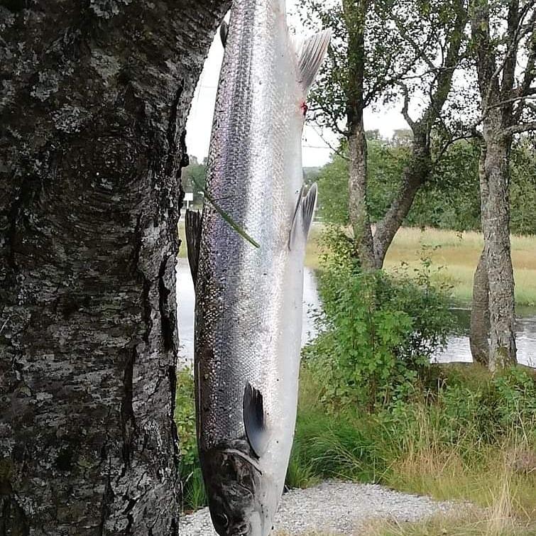 Fin blank mellomlaks