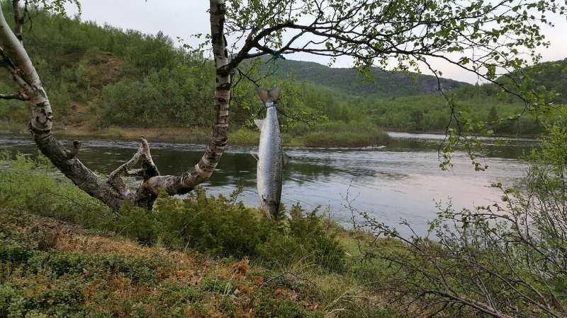 Den sølvblanke og nydelige laksen som fikk æren av å sparke i gang nok en spennende laksesesong her i Lakselva!