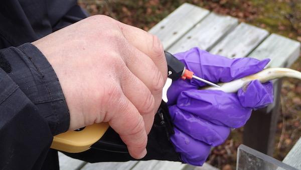 Det avanserte elektroniske merket settes med sprøyte inn i bukhulen på fisken. Før ”operasjonen” blir fisken bedøvd, og etterpå følges den med en stund før den igjen slippes i elva.